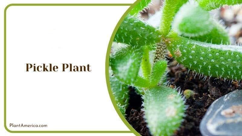 Pickle Plant PlantAmerica