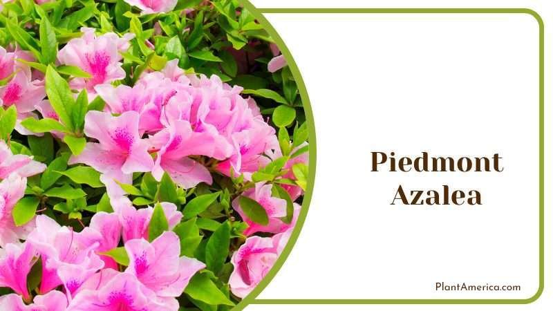 Piedmont Azalea Plant America Piedmont Azalea Plant America