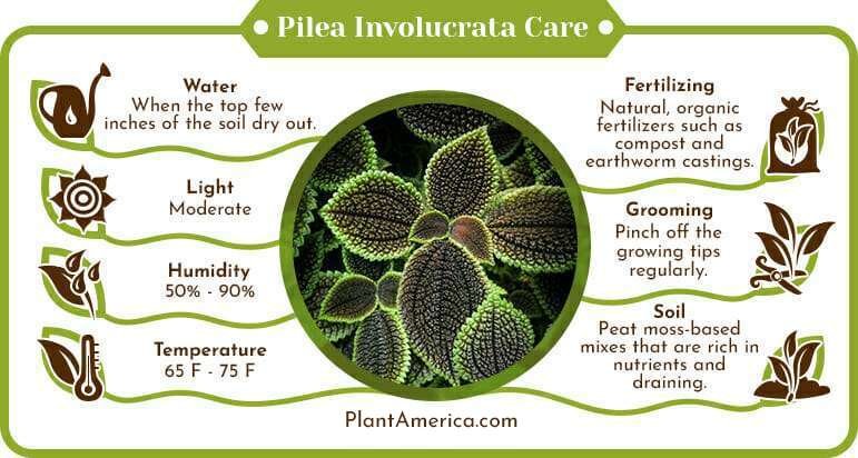 Pilea Involucrata Care Infographic Plant America Pilea Involucrata: Care Tips for the Perfect Terrarium Plant