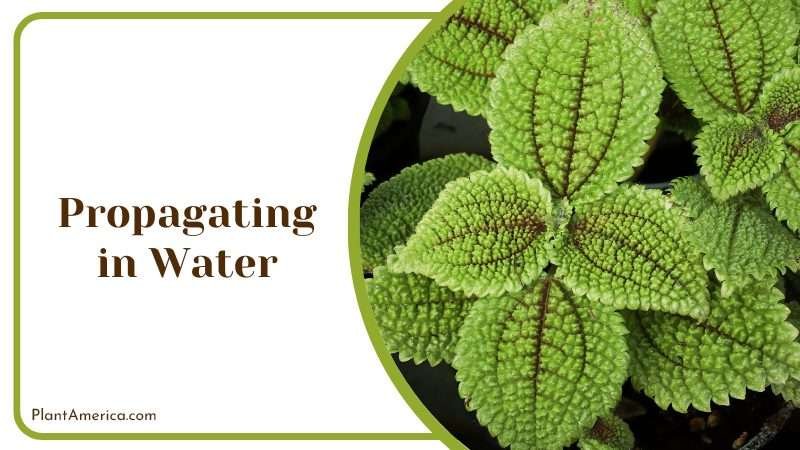 Pilea Involucrata Propagating in Water Plant America Pilea Involucrata Propagating in Water Plant America