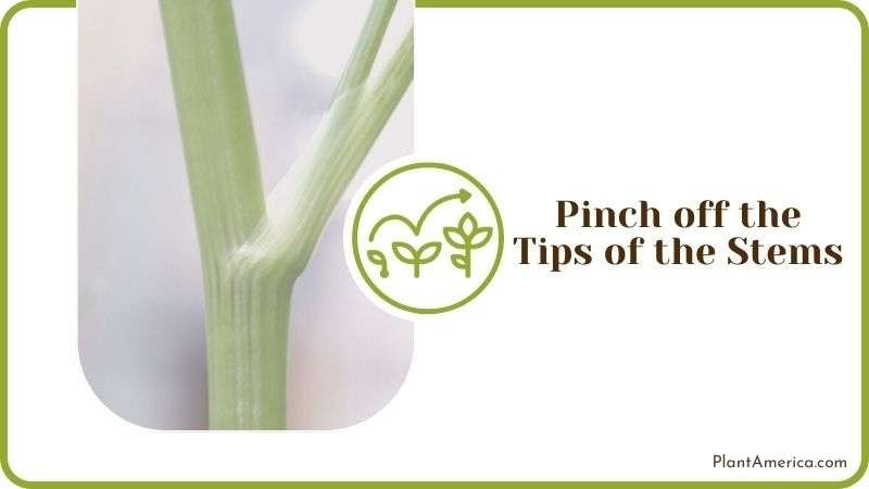 Pinch off the Tips of the Stems Plant America