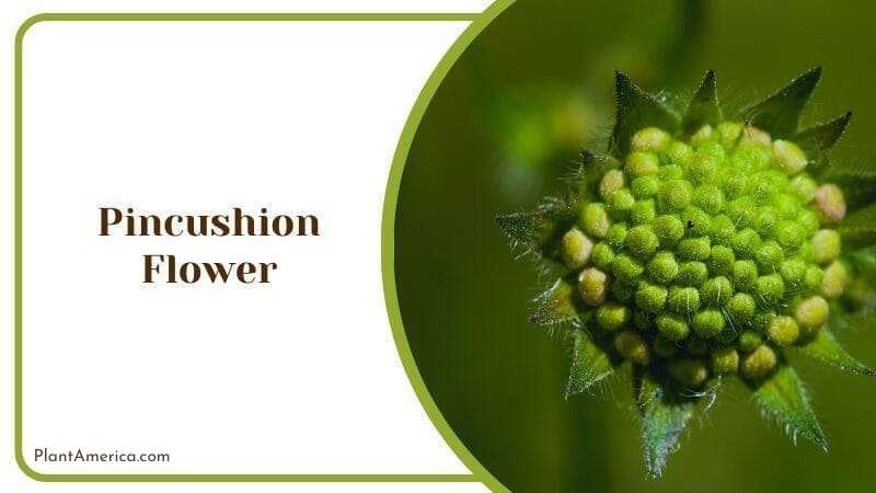 Pincushion Flower Scabiosa Atropurpurea Decorative Plant Plant America