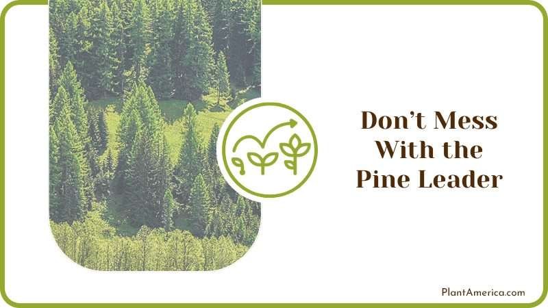 Pine Forest PlantAmerica