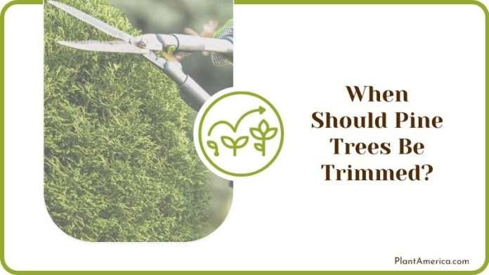 How To Trim a Pine Tree That Is Too Tall? Best Tips for Trimming ...