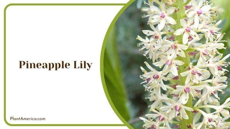 Pineapple Lily Plant America