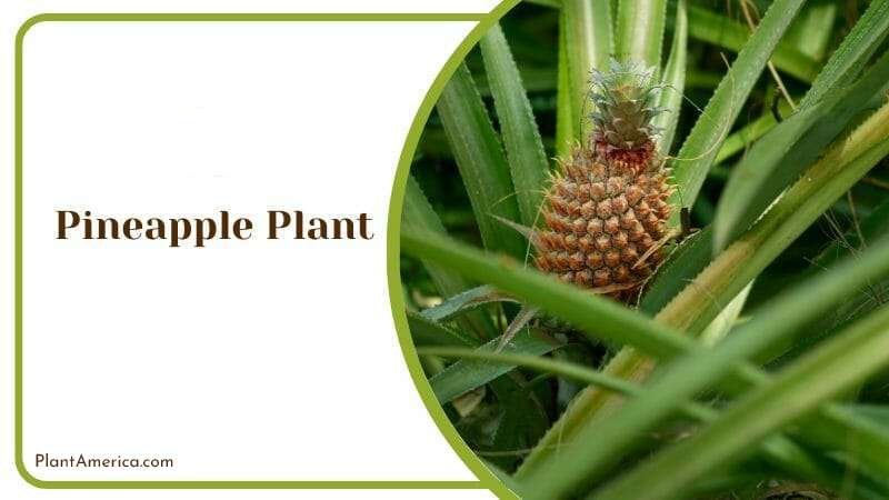 Pineapple Plant Plant America