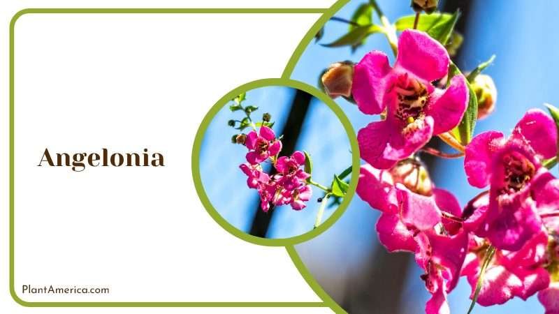 Pink Angelonia Flowers Plant America Pink Angelonia Flowers Plant America