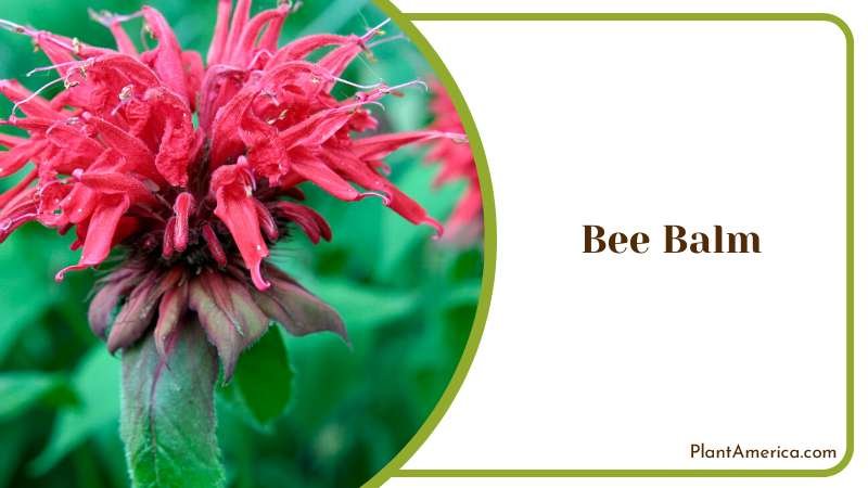 Pink Bee Balm Flower in Blooming Plant America