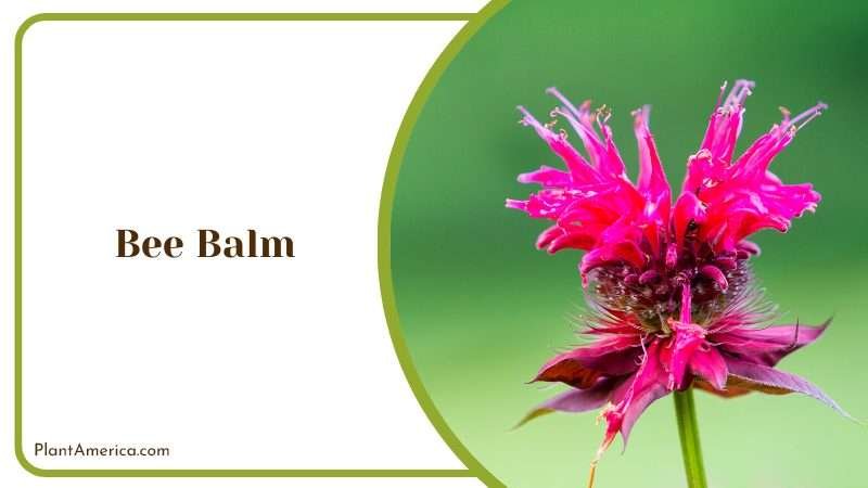 Pink Bee Balm PlantAmerica