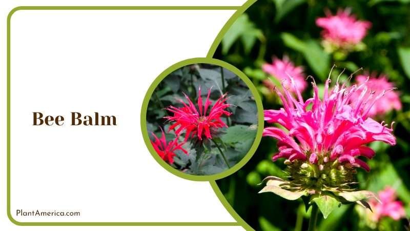 Pink Bee Balm in Full Bloom Plantamerica