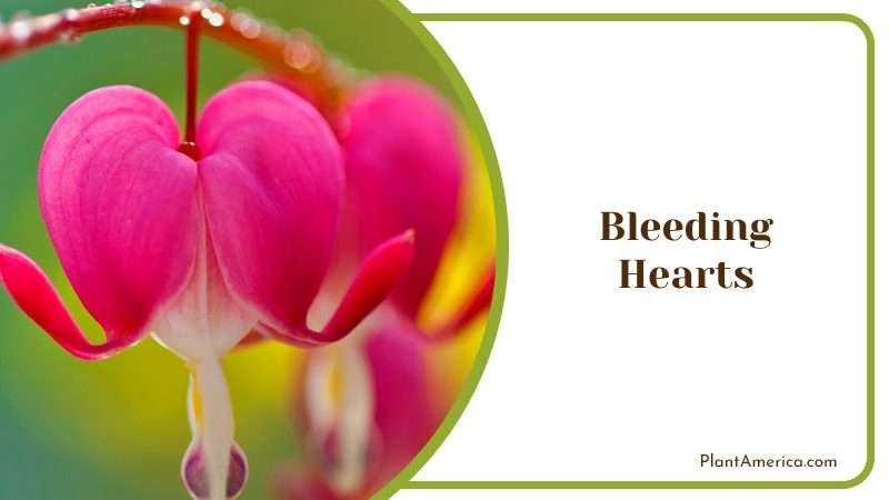 Pink Bleeding Hearts Flowers Plant America