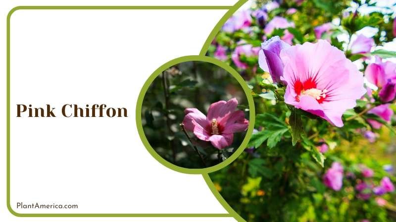 Pink Chiffon Plant America Pink Chiffon Plant America
