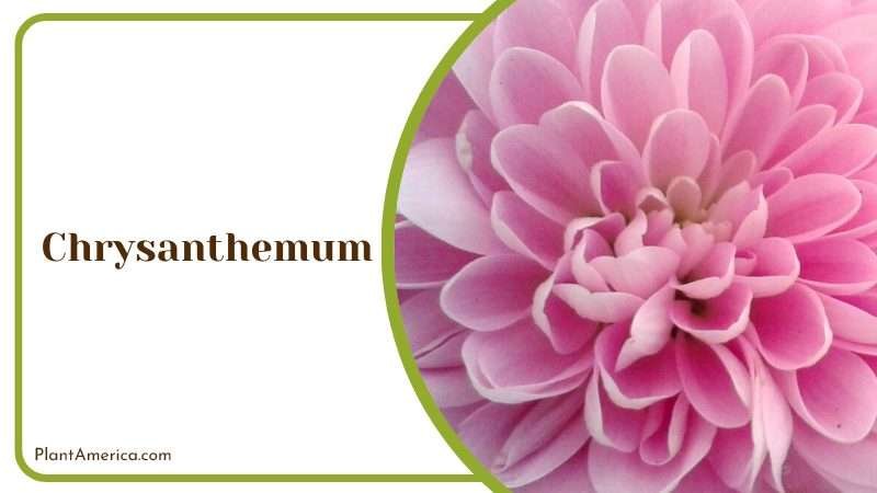 Pink Chrysanthemum Blooms PlantAmerica