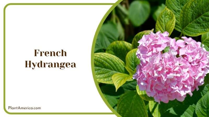 Pink Flower Blooms in French Hydrangea Plants Plant America
