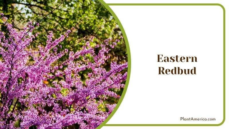 Pink Flower Blossoms on Eastern Redbud PlantAmerica