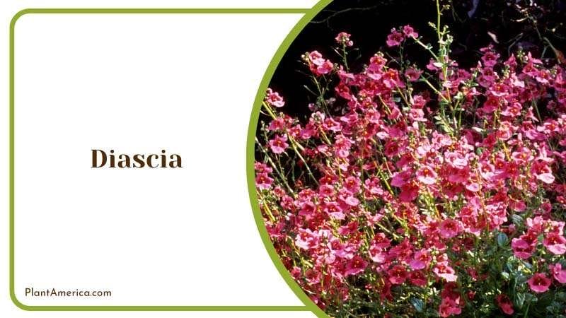 Pink Flower of Diascia Plant America Pink Flower of Diascia Plant America