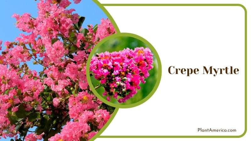 Pink Flowers of Crepe Myrtle PlantAmerica