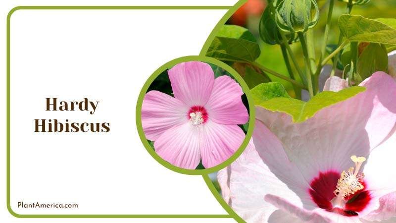 Pink Flowers of Hardy Hibiscus Plant America