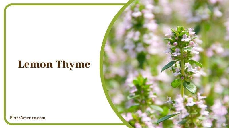 Pink Flowers of Lemon Thyme PlantAmerica