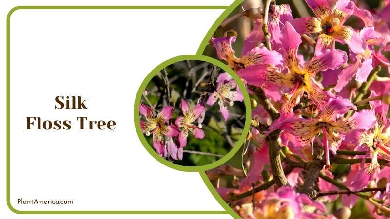 Pink Flowers of Silk Floss Tree Plant America