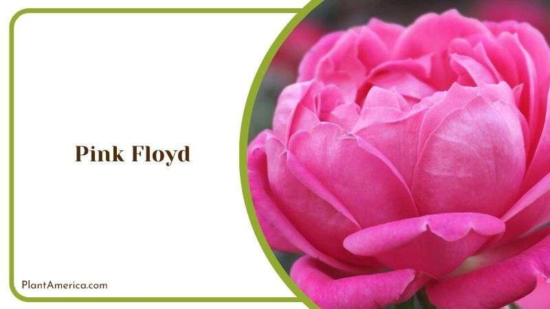 Pink Floyd Plant America
