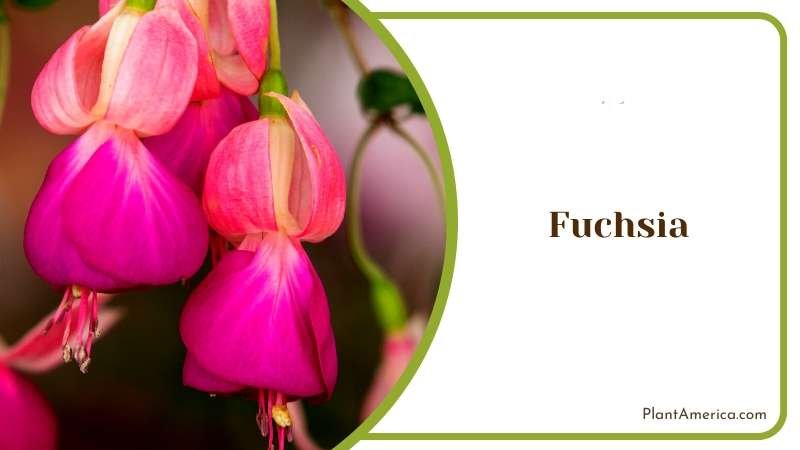 Pink Fuchsia Flower Hanging in Garden Plant America