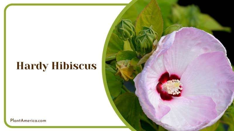 Pink Hardy Hibiscus Flower in Plants Plant America Pink Hardy Hibiscus Flower in Plants Plant America