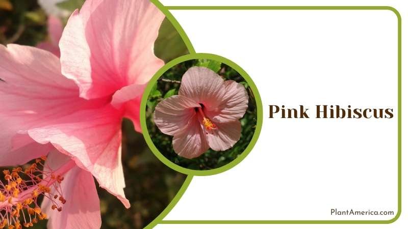 Pink Hibiscus Plant America Pink Hibiscus Plant America