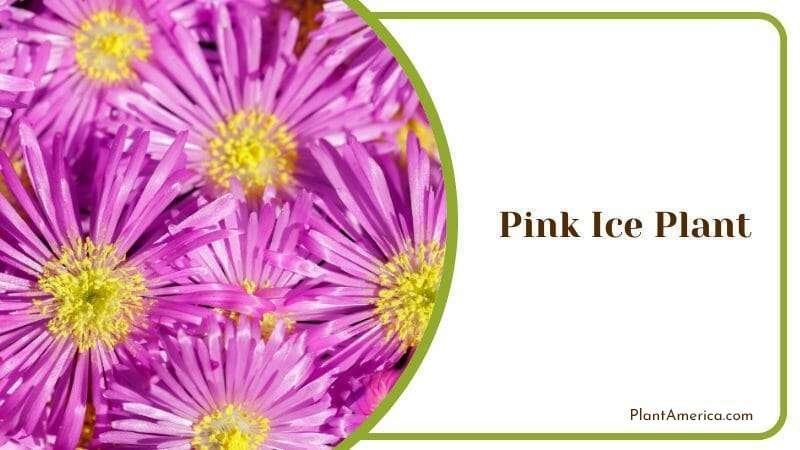 Pink Ice Plant Plant America