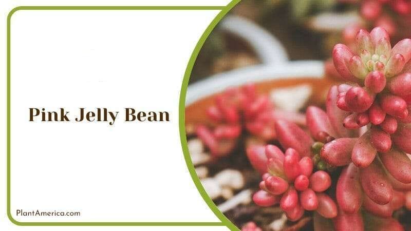 Pink Jelly Bean PlantAmerica