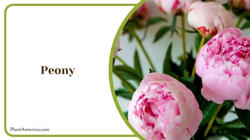 Pink Magnificent Peony Flowers Plant America