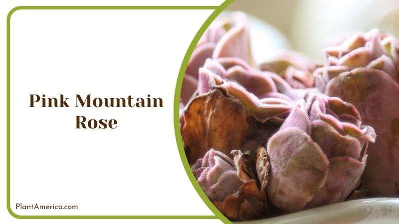 Pink Mountain Rose Plant America Pink Mountain Rose Plant America