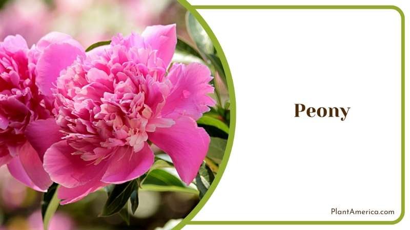 Pink Peony Flowers Plant America