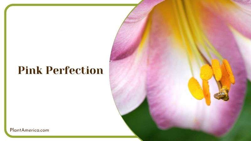 Pink Perfection Plant America