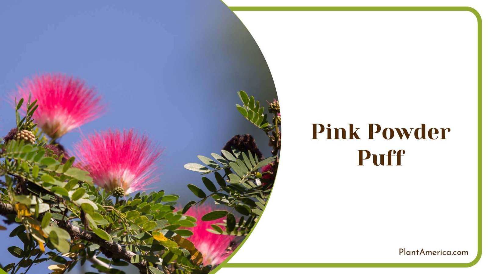 Pink Powder Puff Plant America