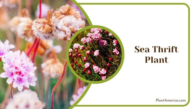 Pink Sea Thrift Flowers Plant America