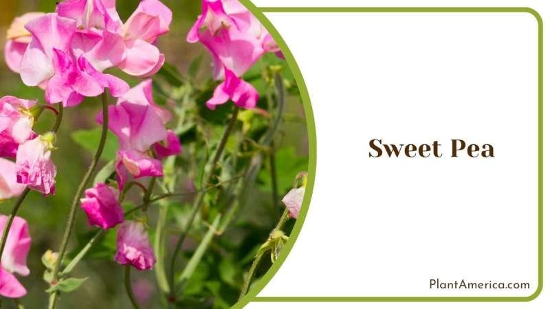 Pink Sweet Pea Plant America Pink Sweet Pea Plant America