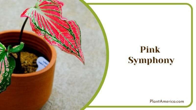 Pink Symphony Caladium Red Leaves in Bloom Indoor Plant PlantAmerica