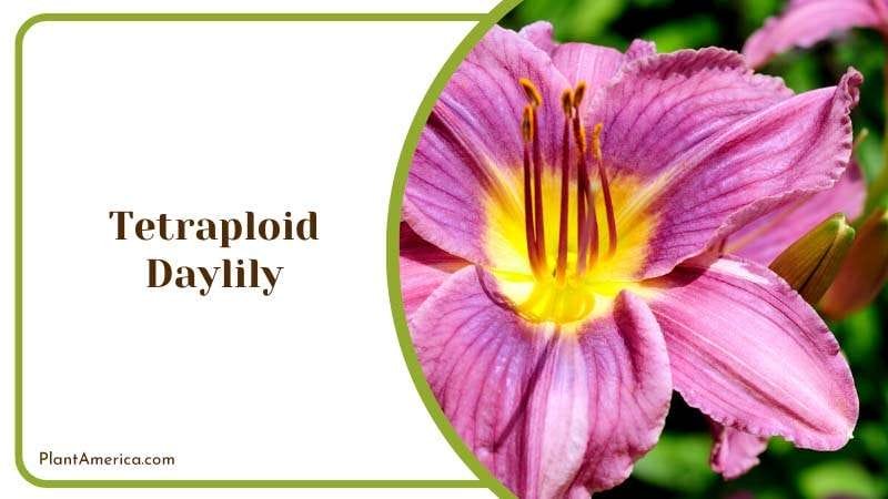 Pink Tetraploid Daylily Blooms Plant America