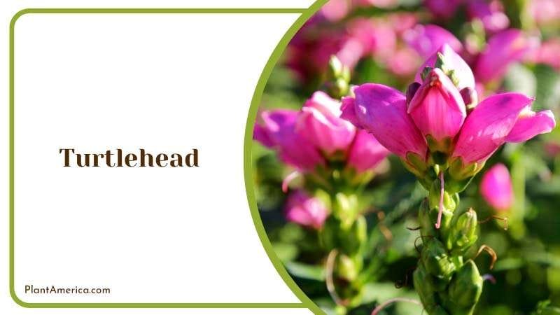 Pink Turtlehead in Spring Plant America
