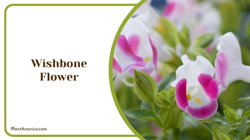 Pink White Wishbone Flower Plant America Pink White Wishbone Flower Plant America