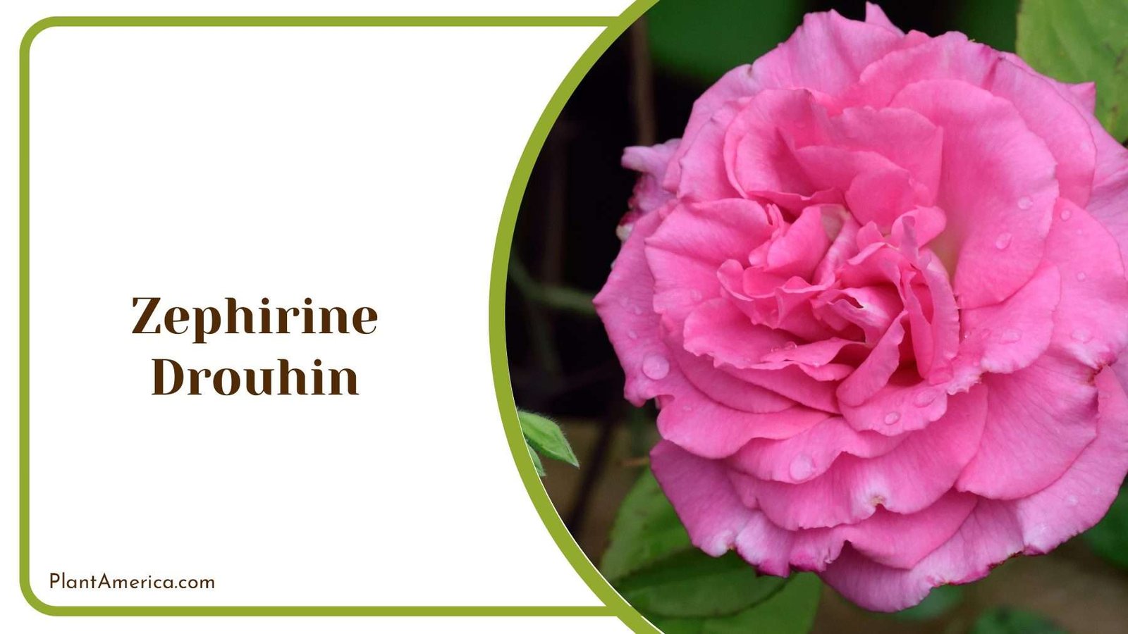 Pink Zephirine Drouhin Plant America