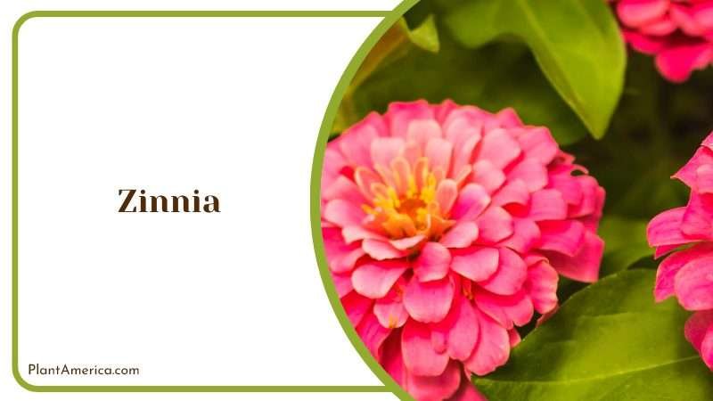 Pink and Orange Zinnias in Nursery PlantAmerica Pink and Orange Zinnias in Nursery PlantAmerica