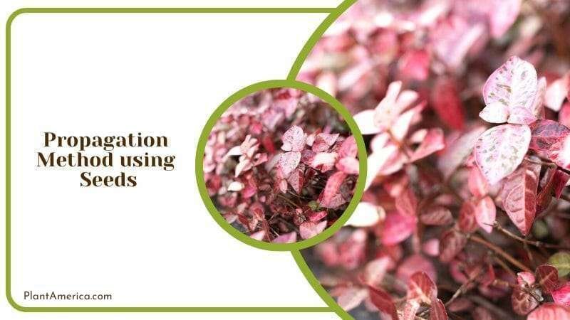 Pink flowers of Asian Jasmine Plant America