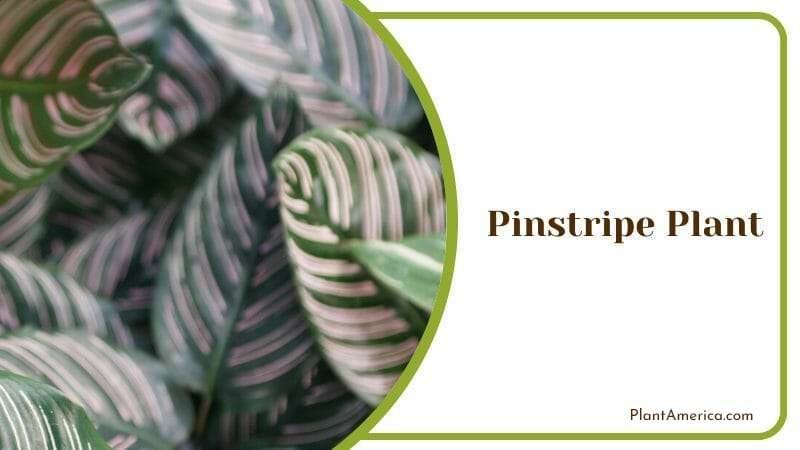 Pinstripe Plant PlantAmerica
