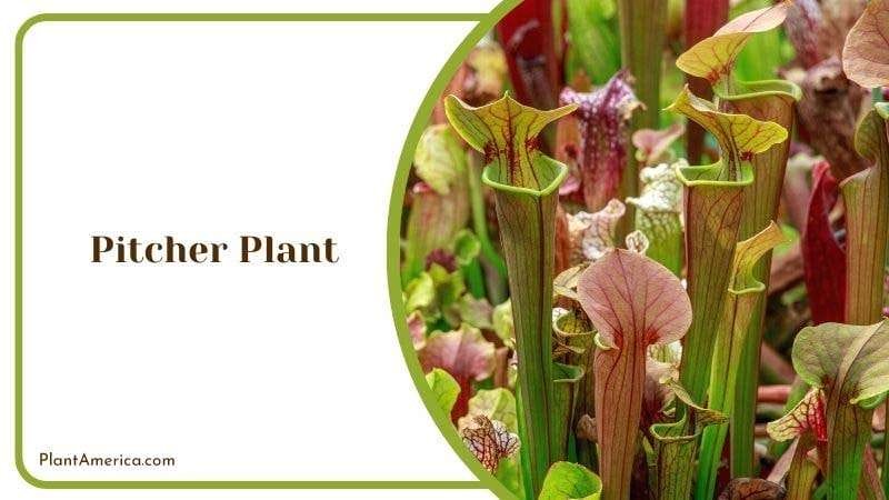 Pitcher Plant PlantAmerica