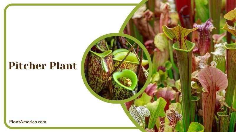 Pitcher Plant exterminating all kinds of pests Plant America