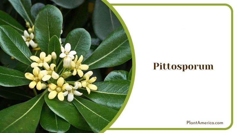 Pittosporum Cream White Flower