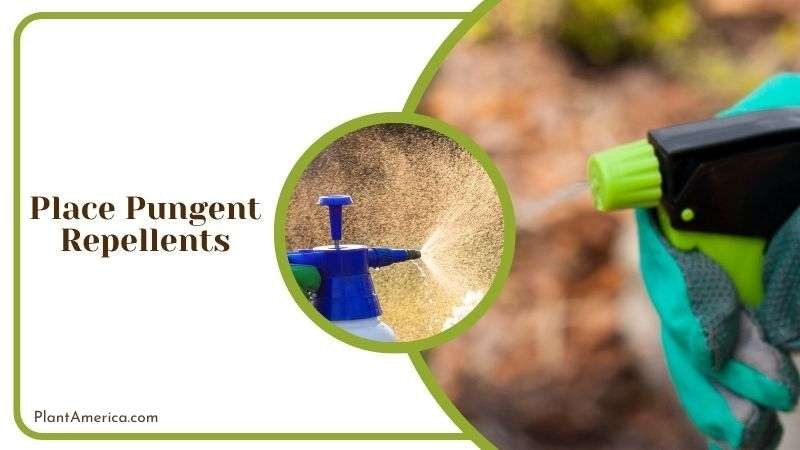 Place Pungent Repellents Plant America