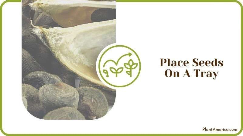 Place Seeds on a Tray Plant America